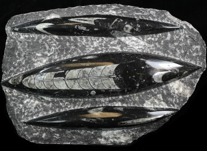 Polished Orthoceras (Cephalopod) Plate - #40508